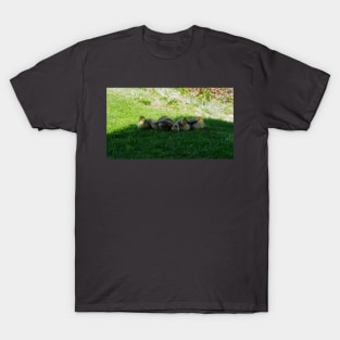 Five Sleepy Canada Goose Goslings T-Shirt